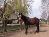 Pferd